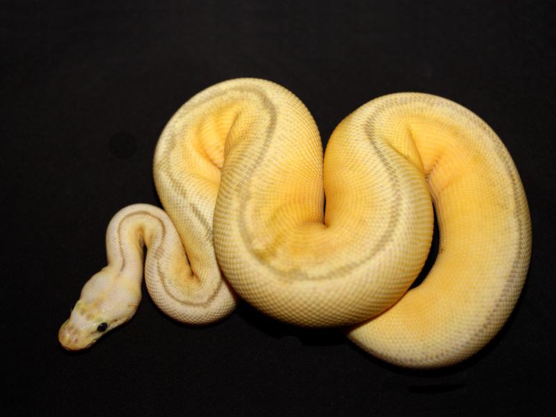 Killer Bee Enchi Clown