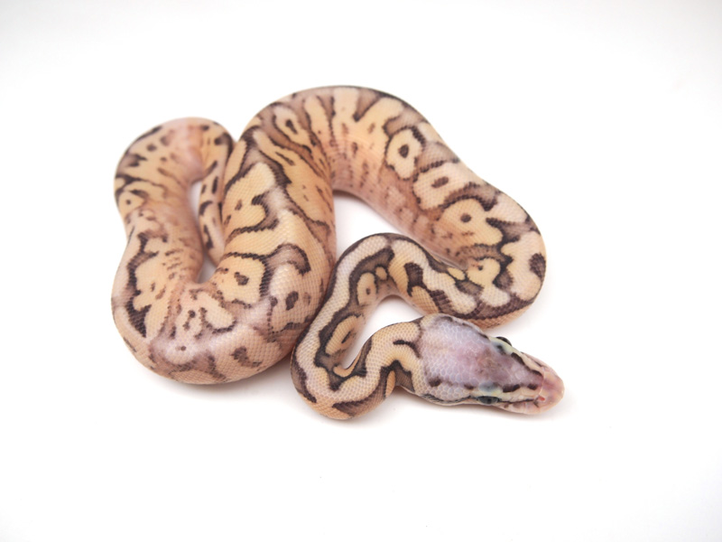 Killer Bee Mojave Granite (Dom)