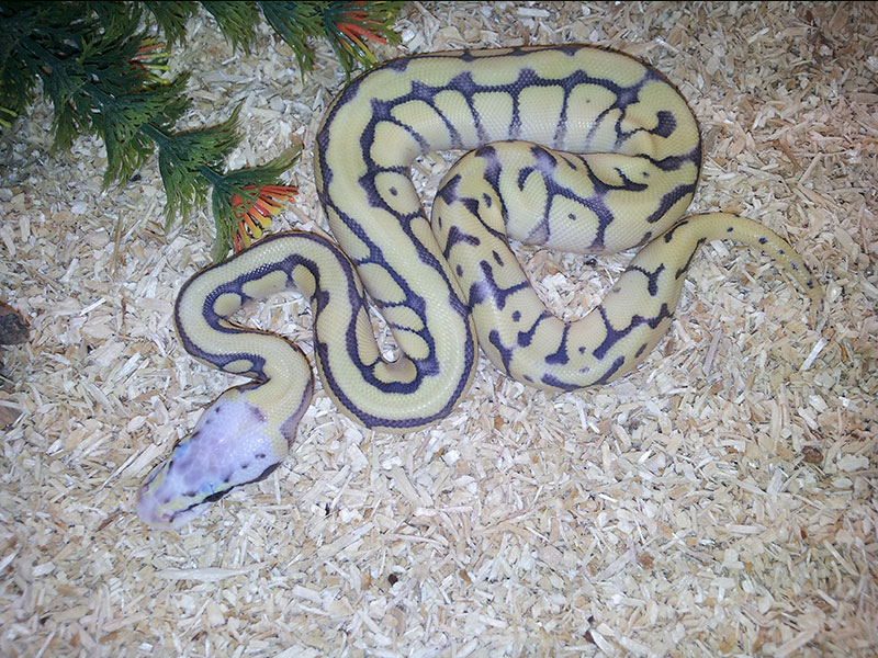 Killer Bee Mojave Vanilla