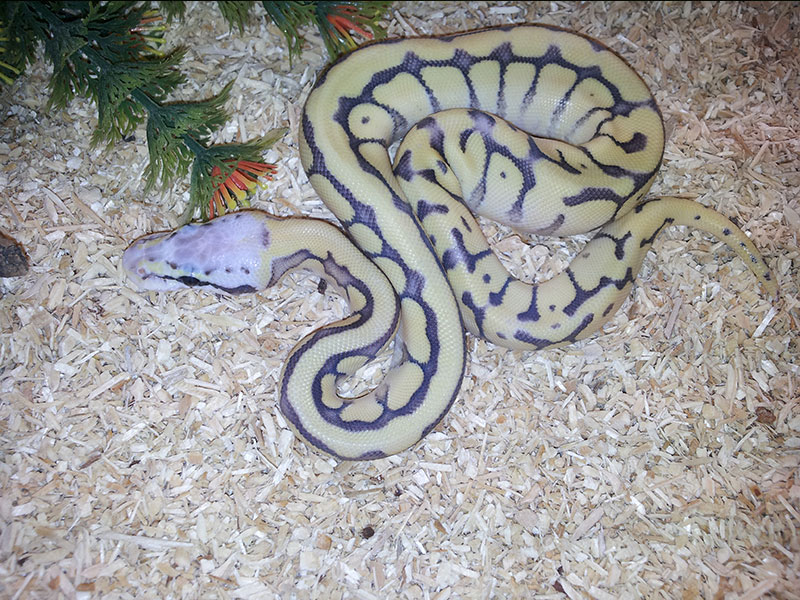 Killer Bee Mojave Vanilla