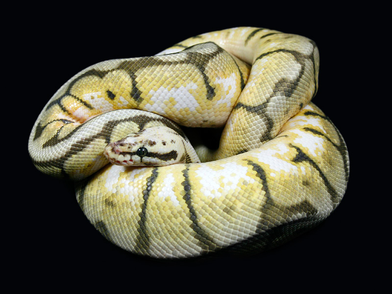 Bumble Bee Ball Python. 