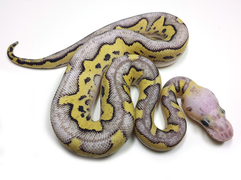 Killer Clown Mojave