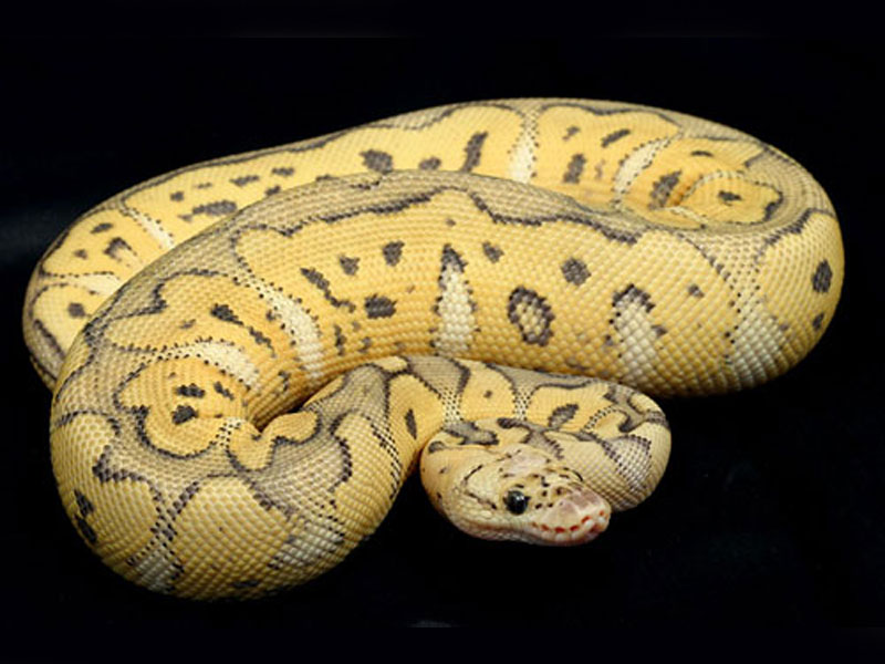 Killer Clown Ball Python All in one Photos.