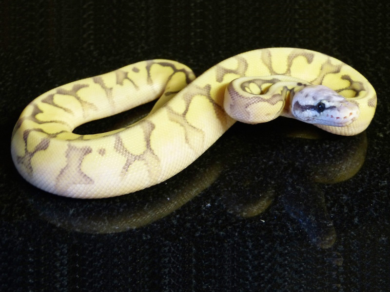 Killer Mojave Spider Yellow Belly