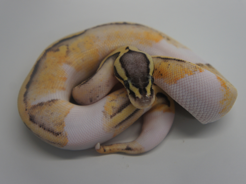 Killer Pied