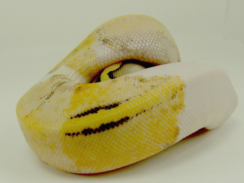 Killer Pied