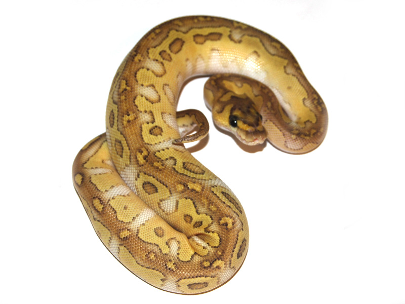 Clown Ball Python by Exotic Empire Pets - MorphMarket