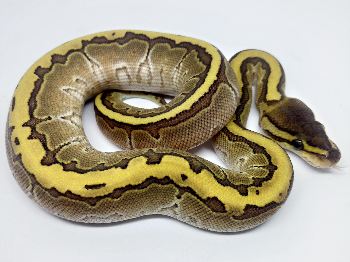 Kingpin Yellow Belly