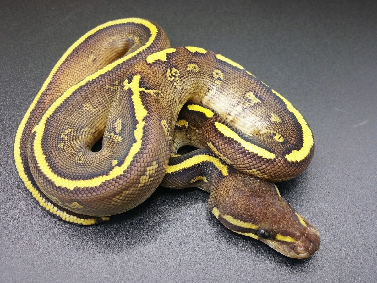 Kosmos Mojave Yellow Belly