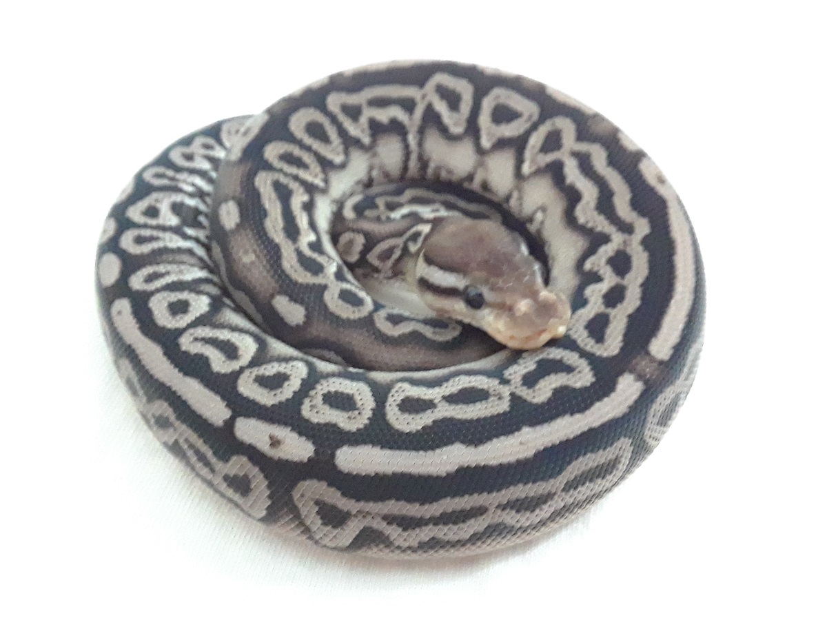 Lace Black Back Leopard Yellow Belly