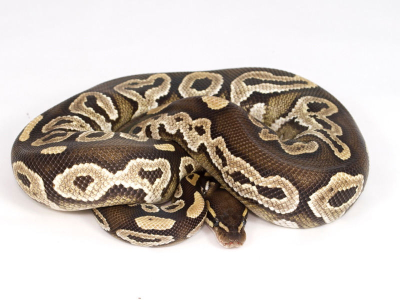 Lace Black Back Mojave