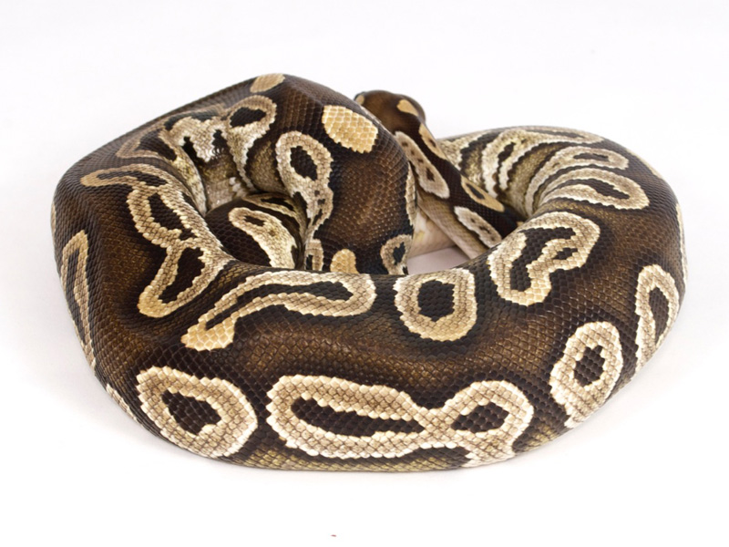 Lace Black Back Mojave