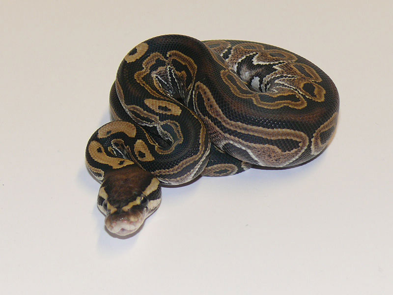 Lace Het Red Axanthic
