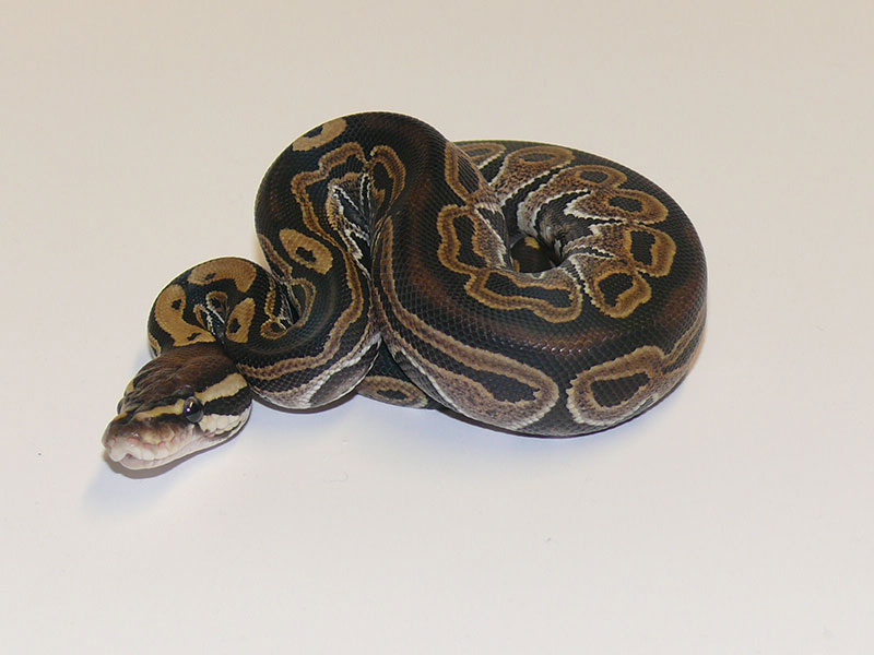 Lace Het Red Axanthic
