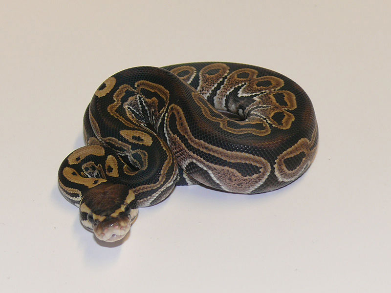Morph List - World of Ball Pythons