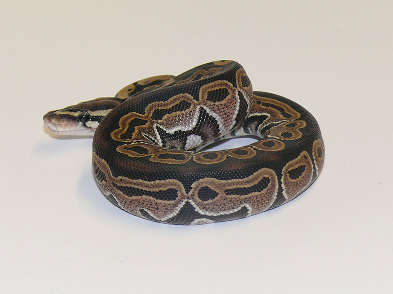 Morph List - World of Ball Pythons
