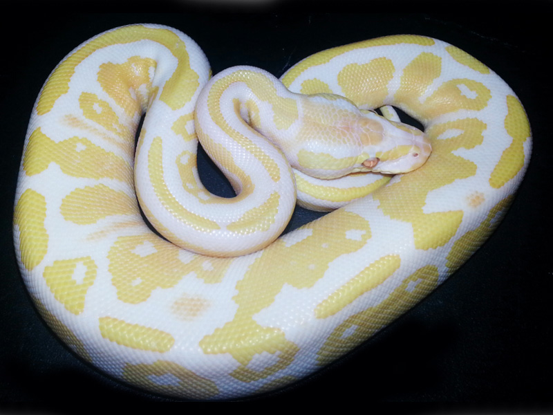 Lavender Albino Fire