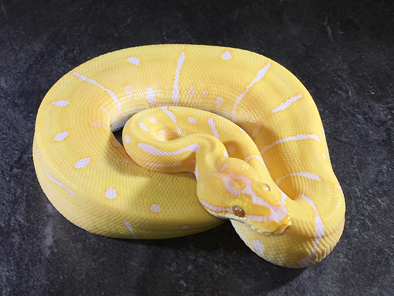 Lavender Albino Leopard Spider