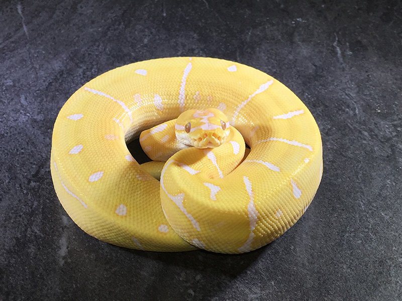 Lavender Albino Leopard Spider