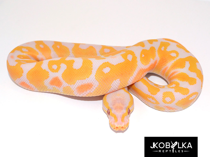 Lavender Albino Pastel Yellow Belly