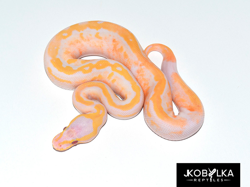 Lavender Albino Pied Super Pastel