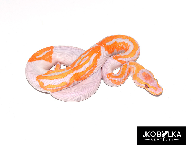 Lavender Albino Pied Yellow Belly