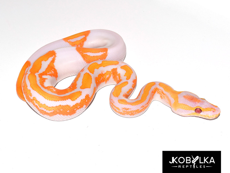 Lavender Albino Pied Yellow Belly