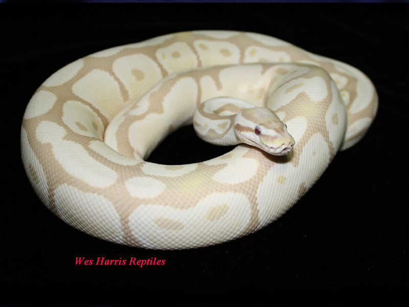 Lavender Albino Snow