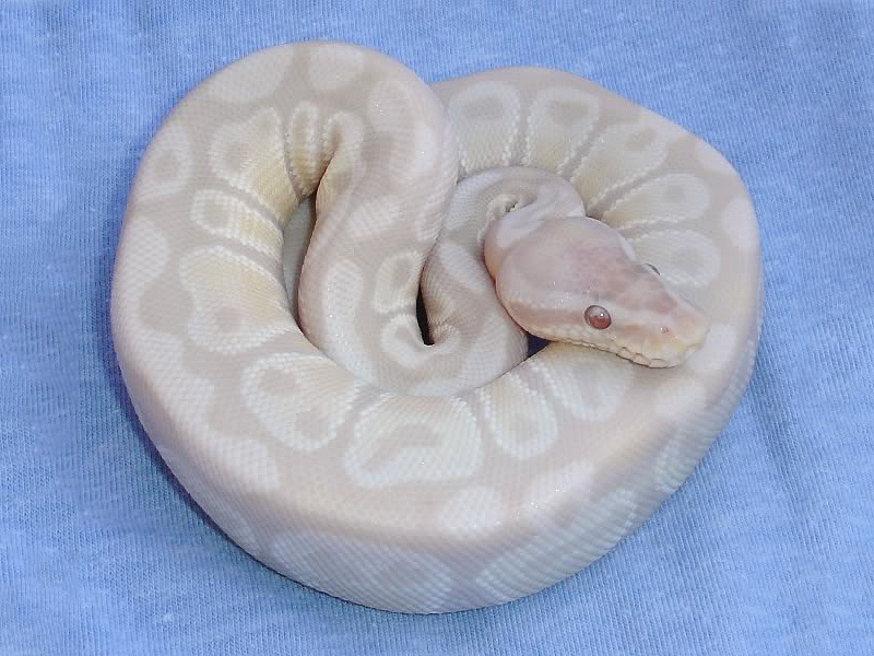 Lavender Albino Snow