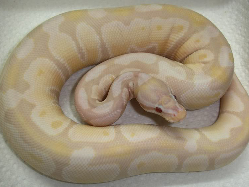 Lavender Albino Snow