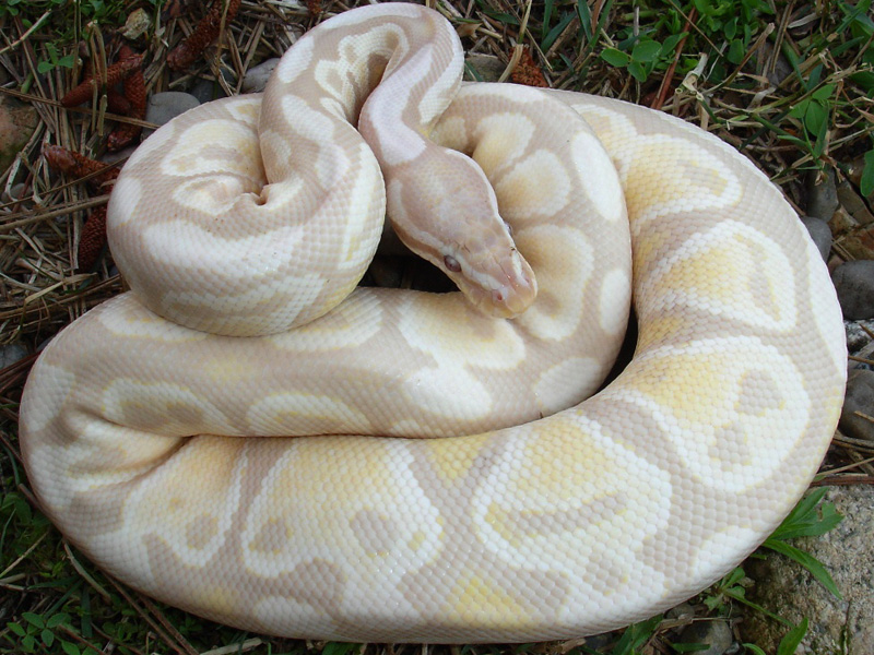 Lavender Albino Snow