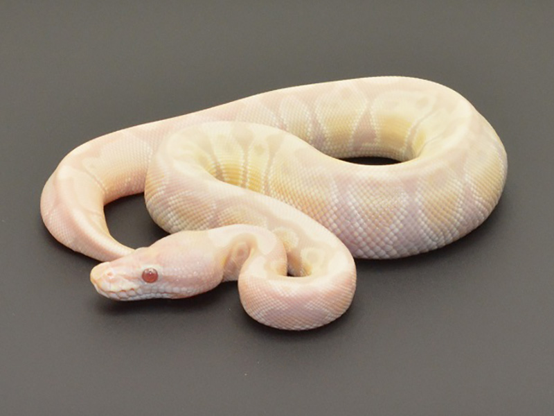 Lavender Albino Snow