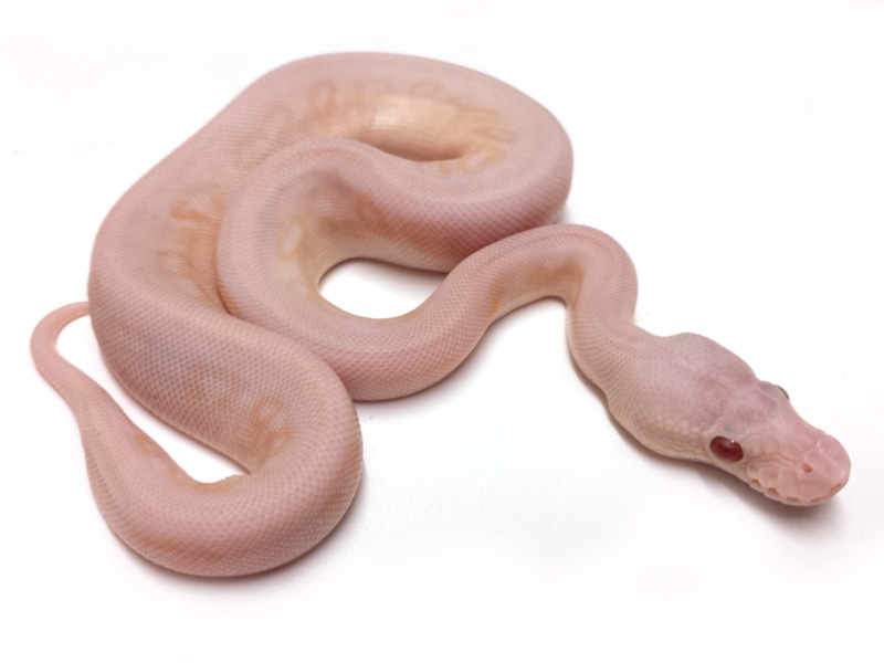 Lavender Albino Super Black Pastel