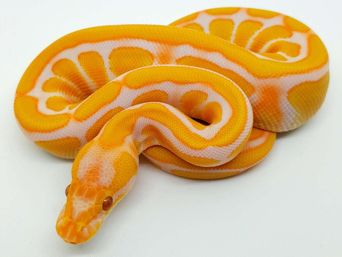 Lavender Albino Super Enchi