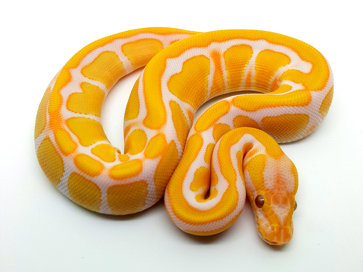 Lavender Albino Super Enchi