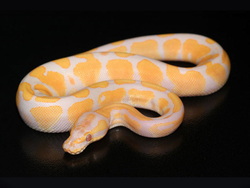 Lavender Albino