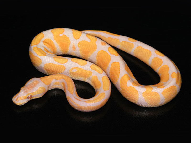 Lavender Albino