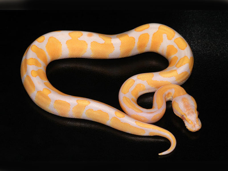 Lavender Albino