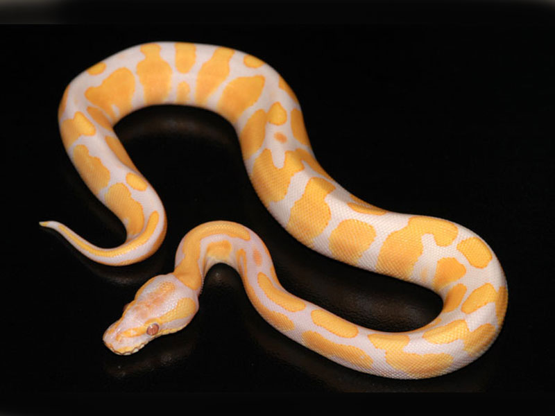 Lavender Albino