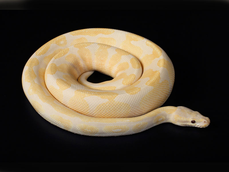 Lavender Albino