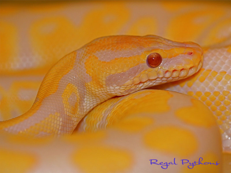 Lavender Albino