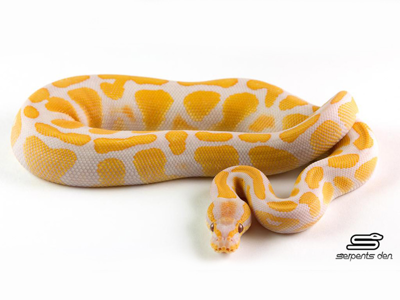 Lavender Albino