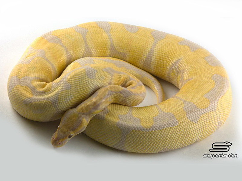 Lavender Albino