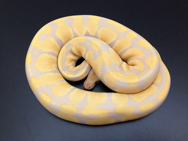 Lavender Albino