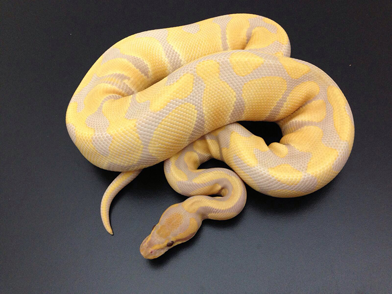 Lavender Albino