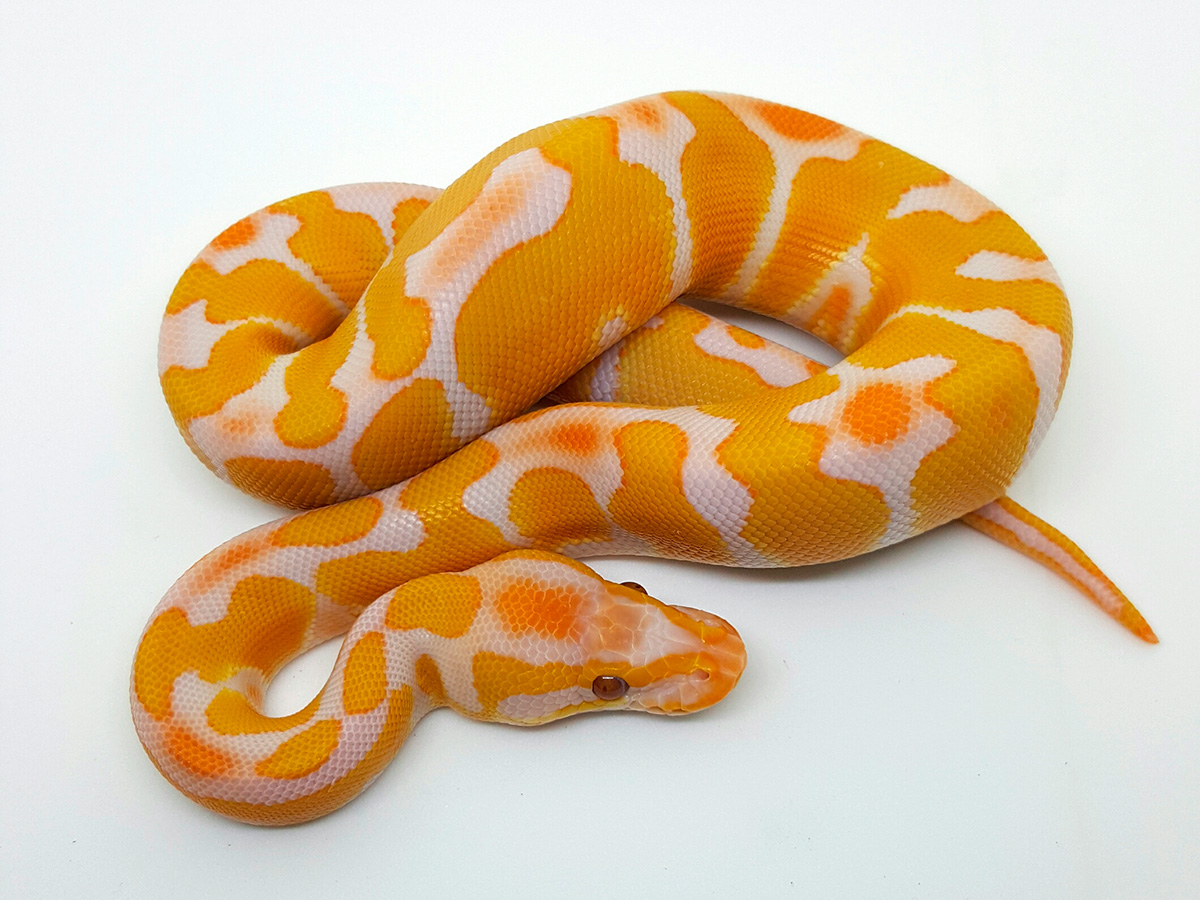 Lavender Enchi