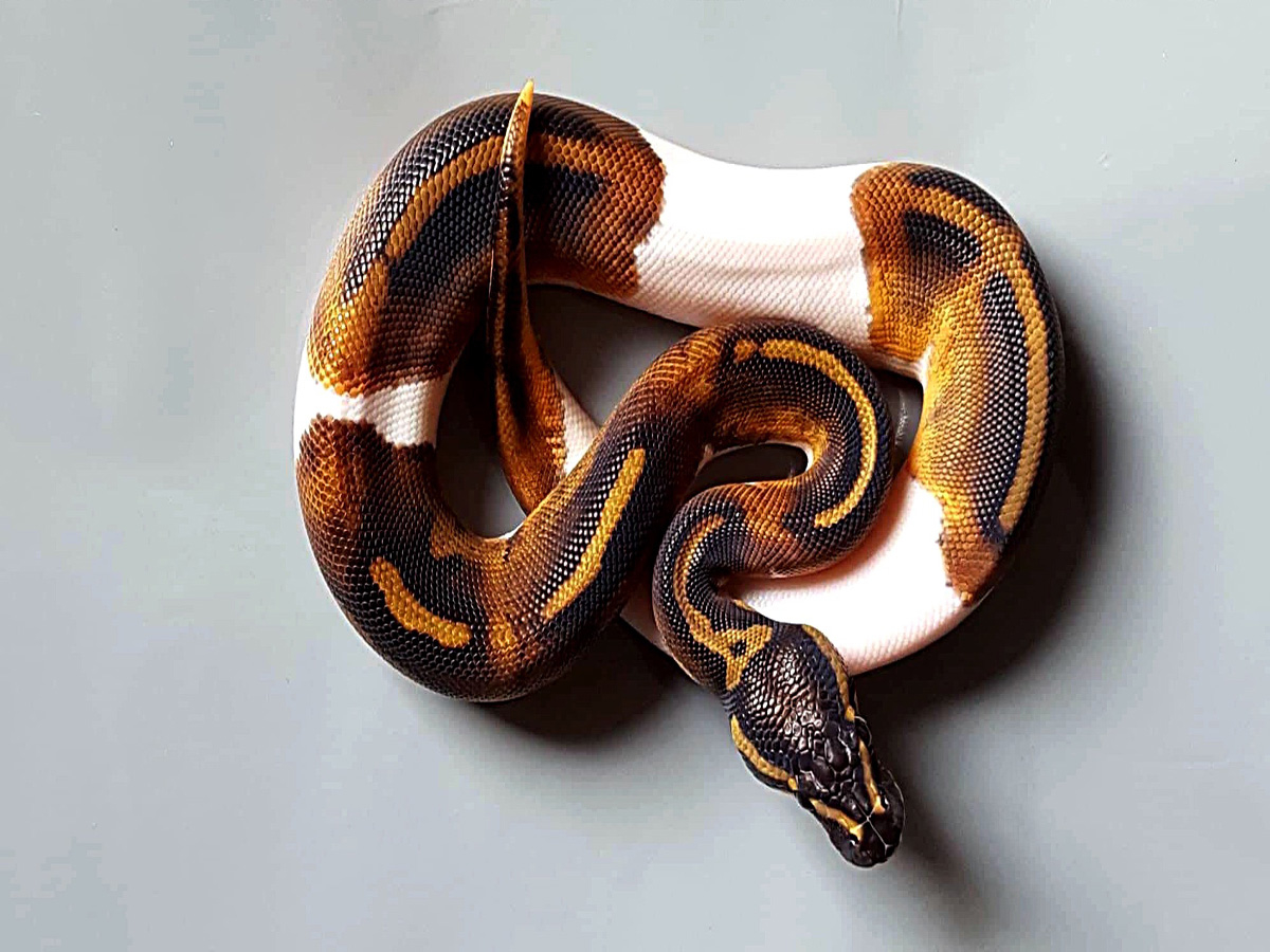 LC Black Magic Piebald