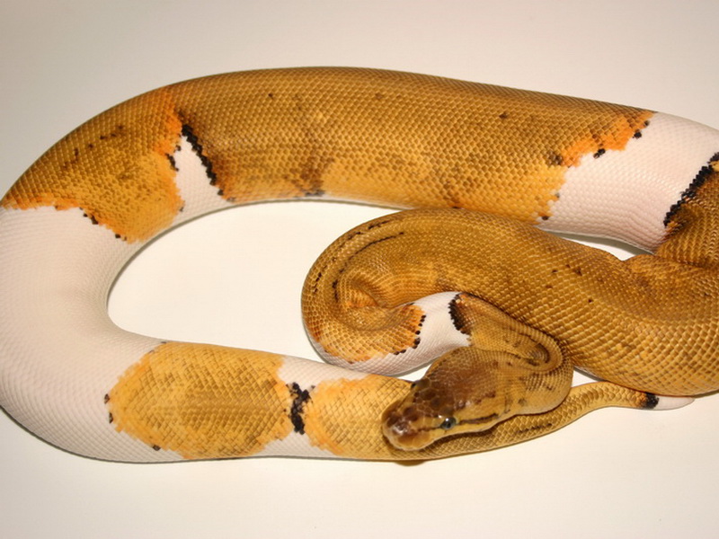 Lemon Blast Pied