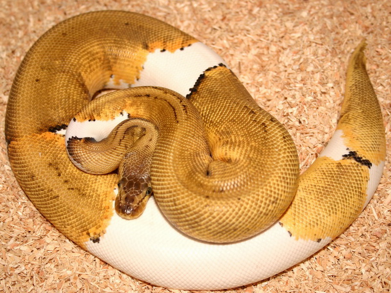 Lemon Blast Pied