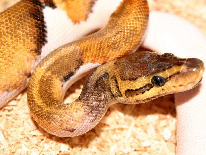 Lemon Blast Pied